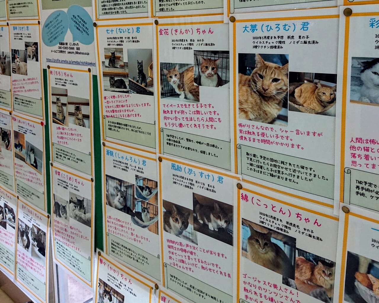 保護猫写真