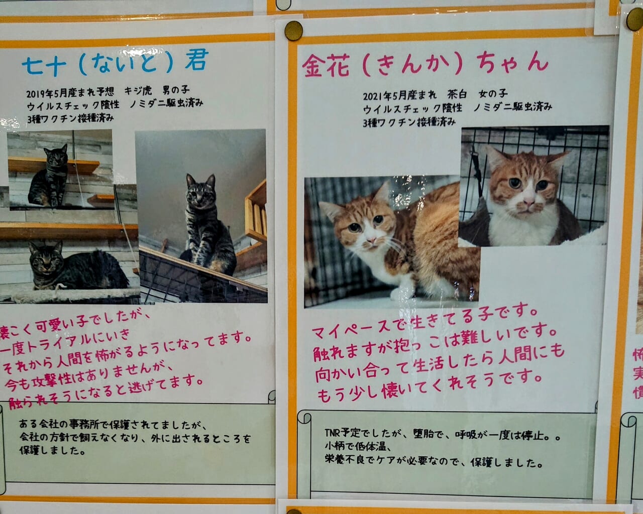 保護猫写真