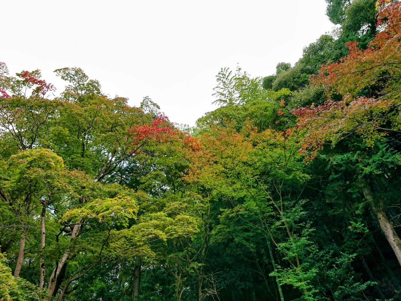 ほんのり紅葉