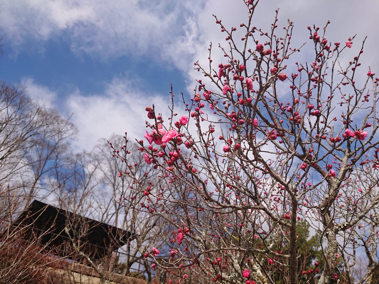 梅開花