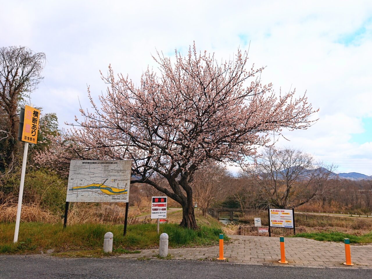 桜