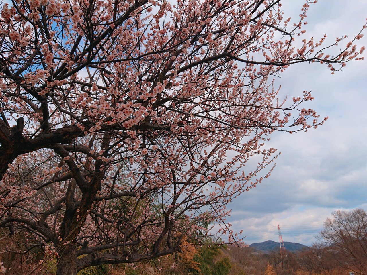 桜