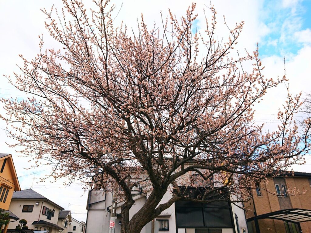 桜