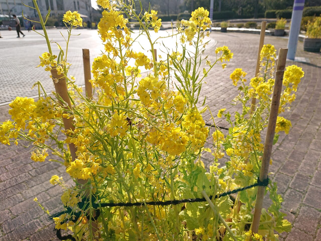 菜の花