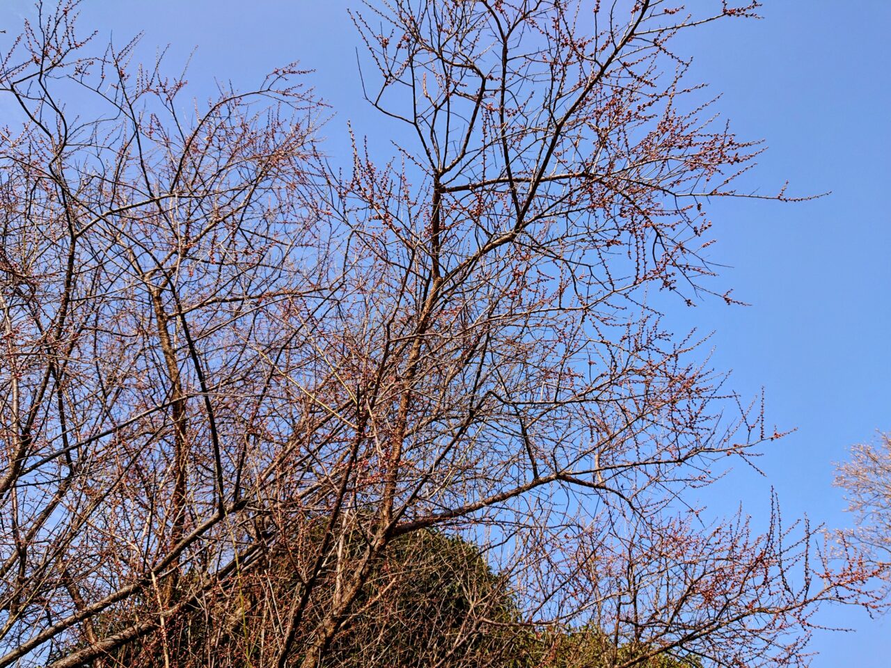 梅の木