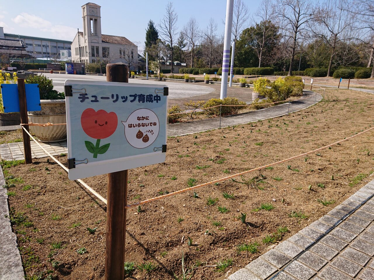 チューリップ