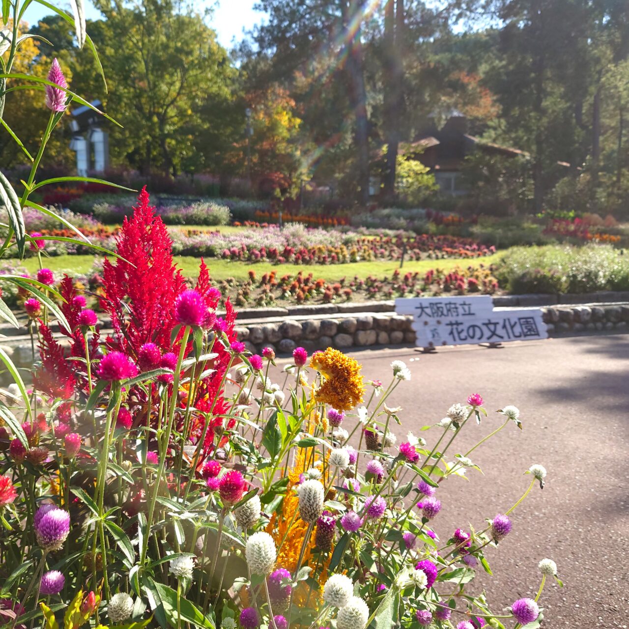 花の文化園「関西文化の日」2025