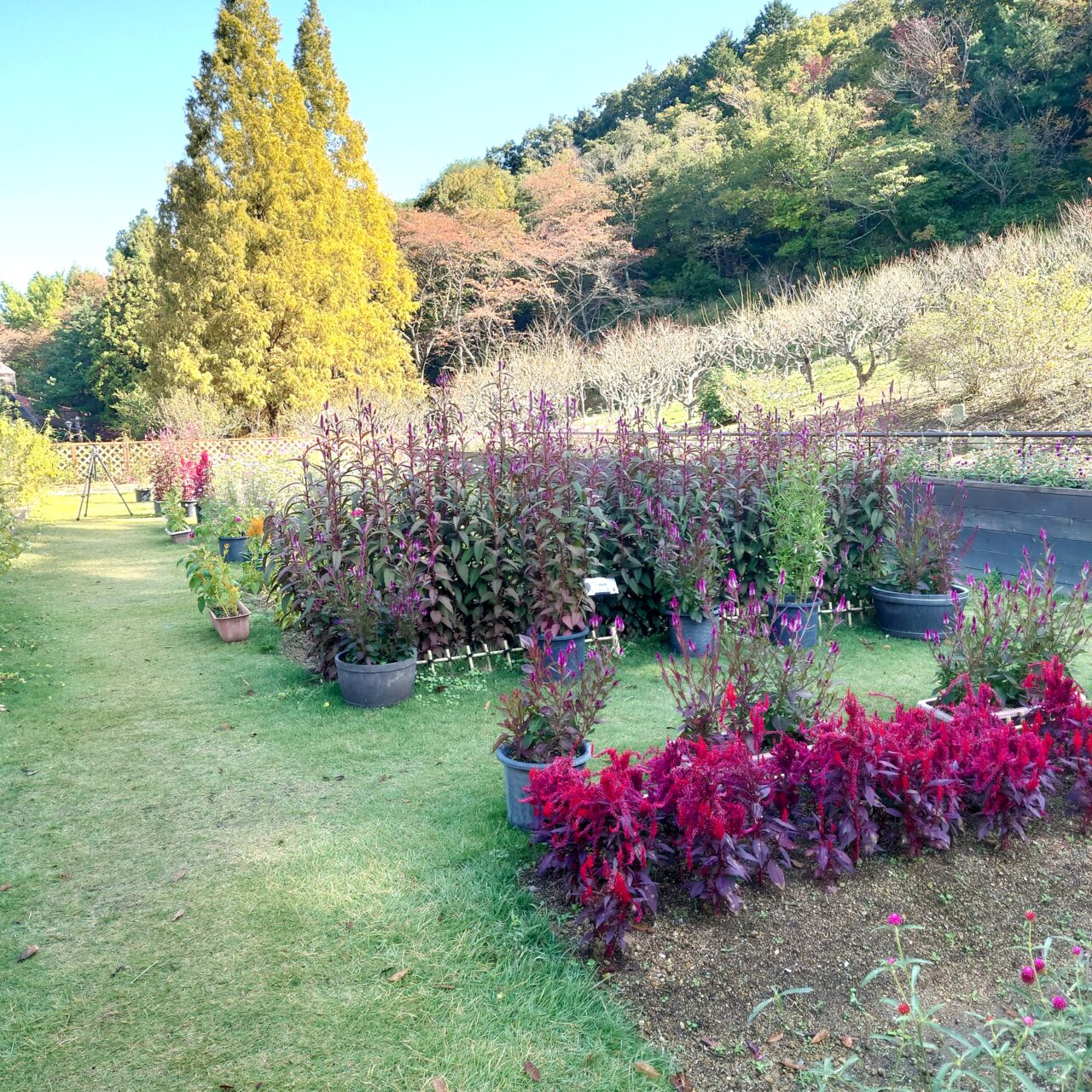 花の文化園「関西文化の日」2025