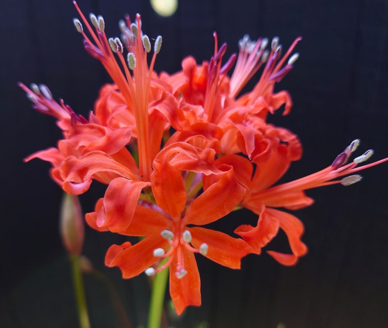 花の文化園「関西文化の日」2025