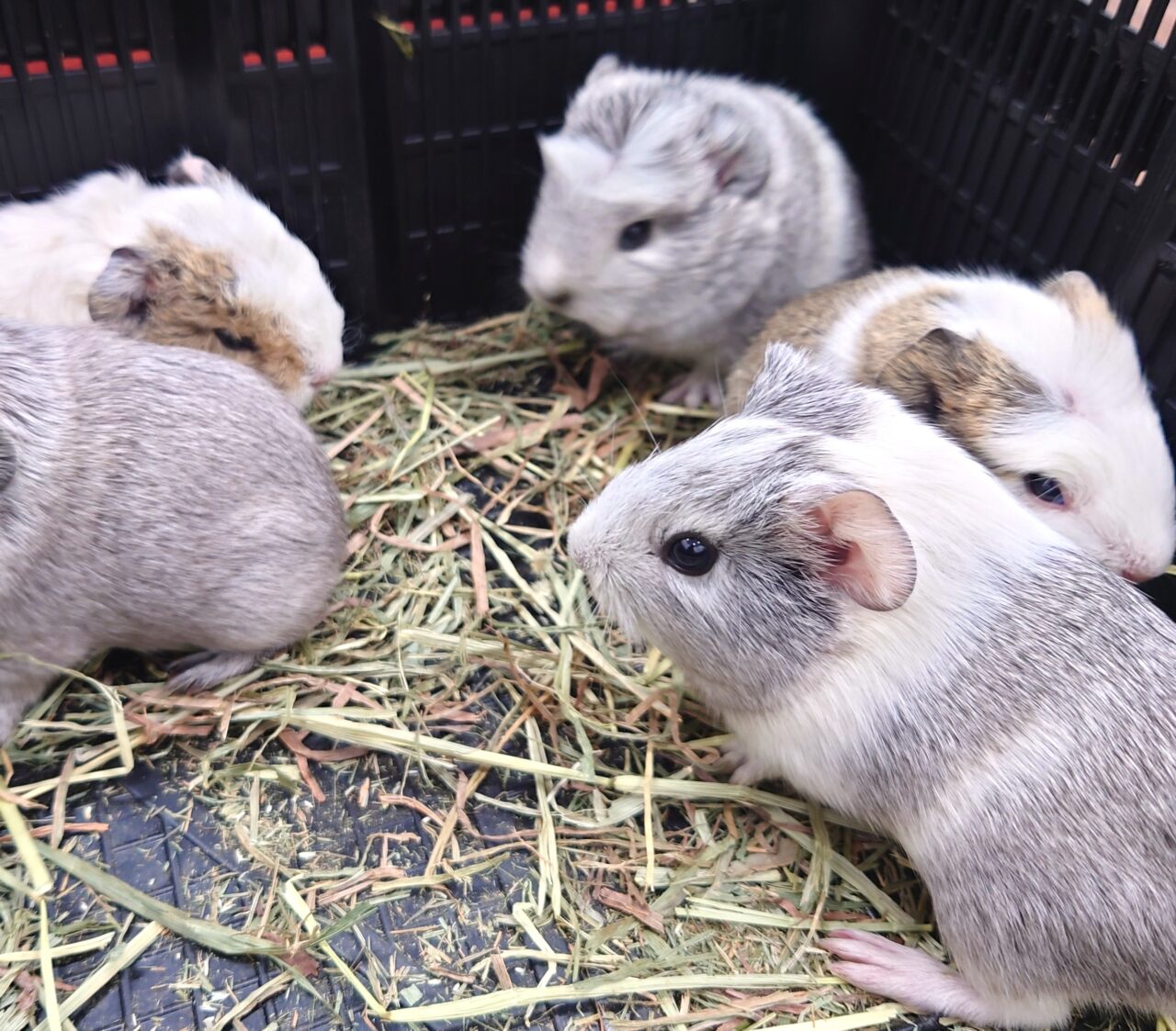 花の文化園「関西文化の日」2025