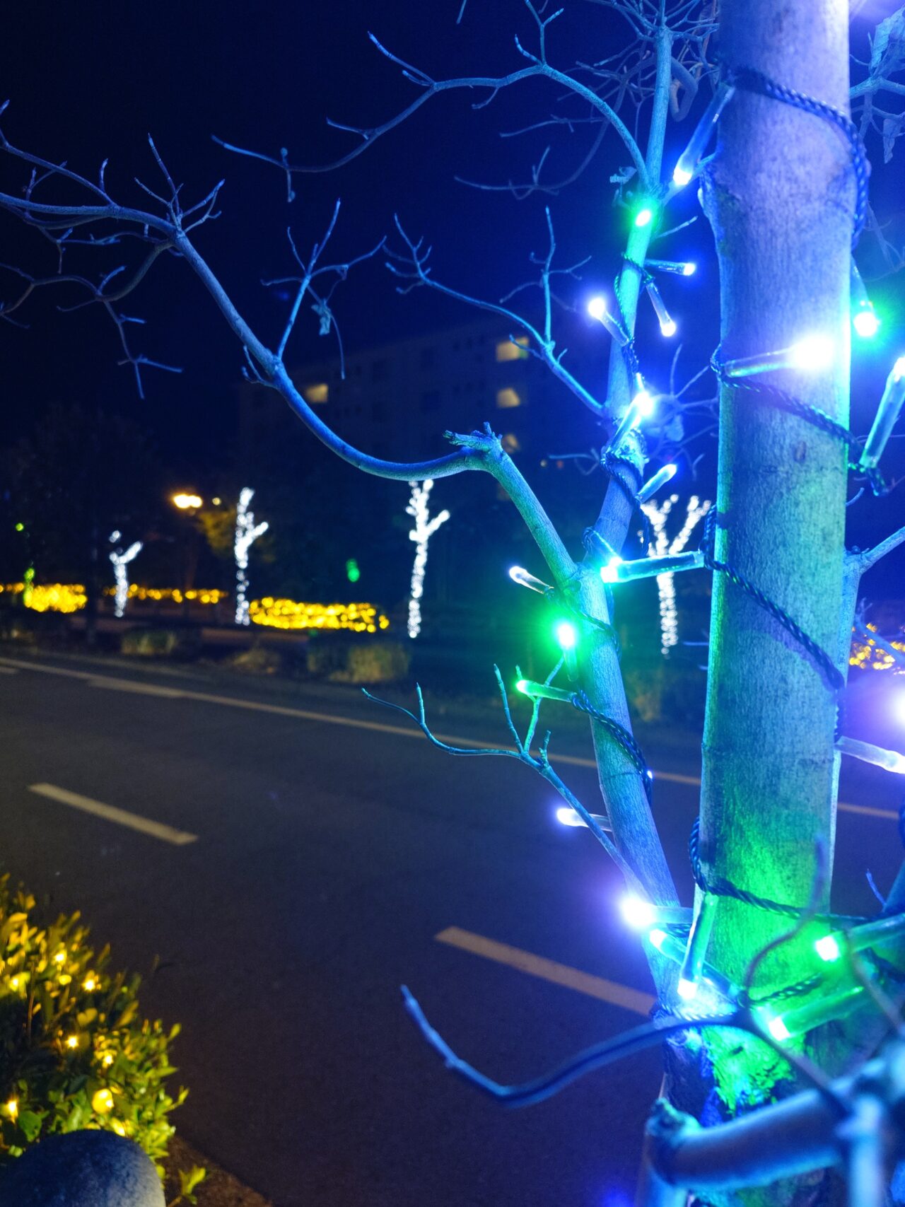 金剛きらめきイルミネーション2025