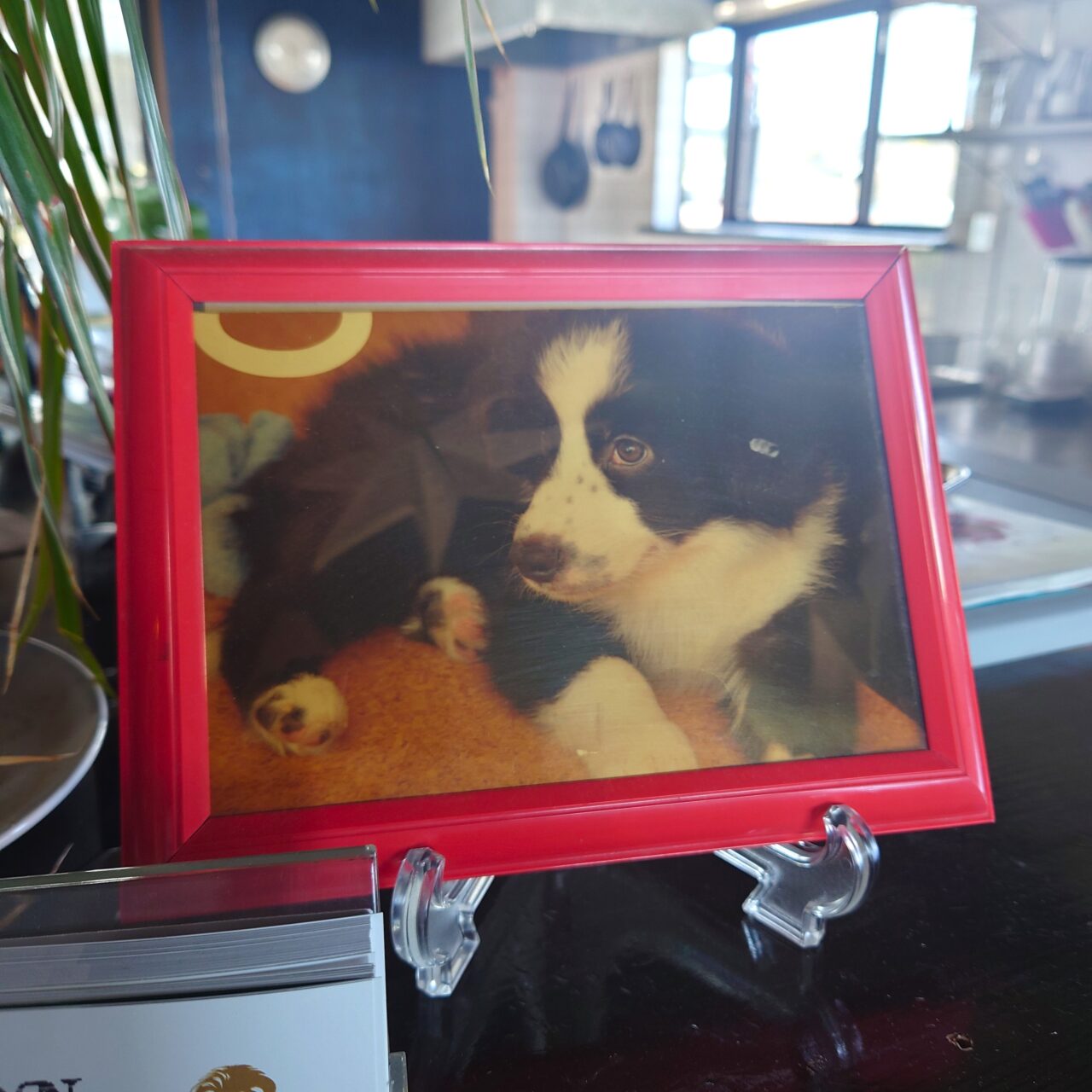 ヒトと動物のやさしい一日。