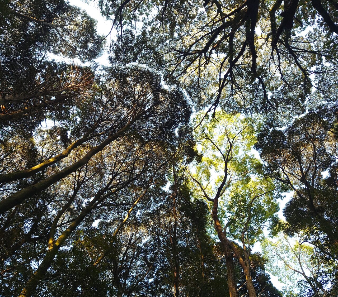 十六世紀の烏帽子形城 講演会＆現地見学会