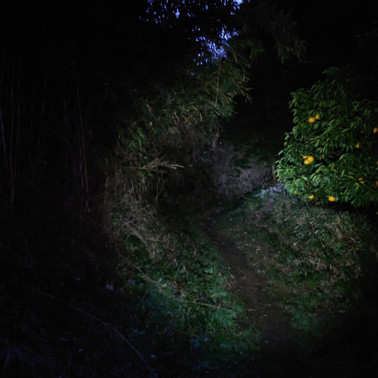 金胎寺山 初日の出