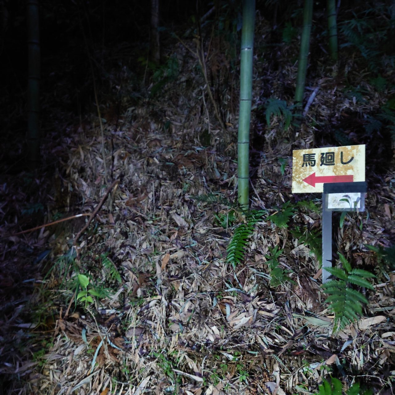 金胎寺山 初日の出