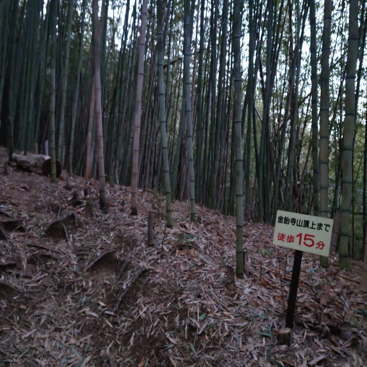 金胎寺山 初日の出