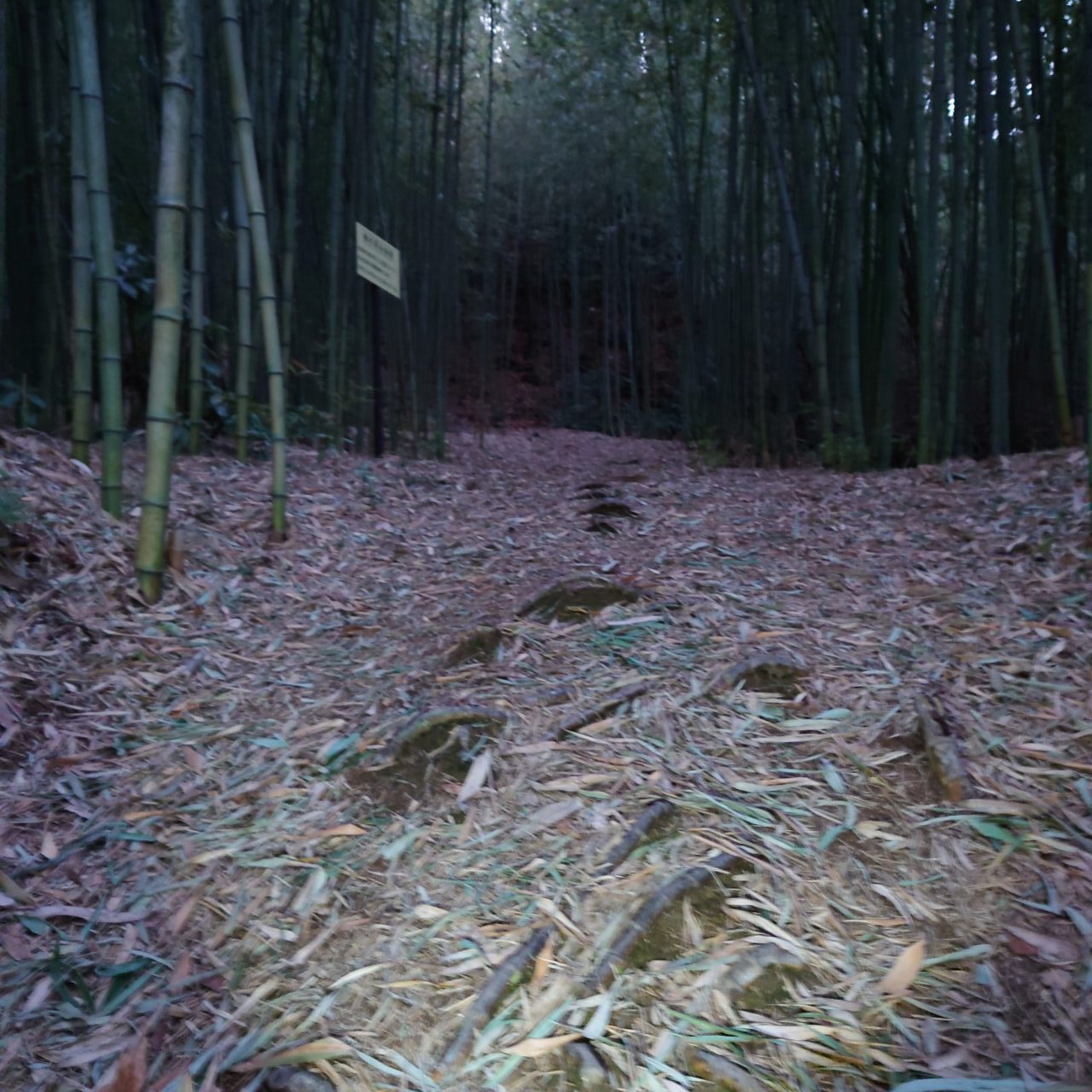 金胎寺山 初日の出