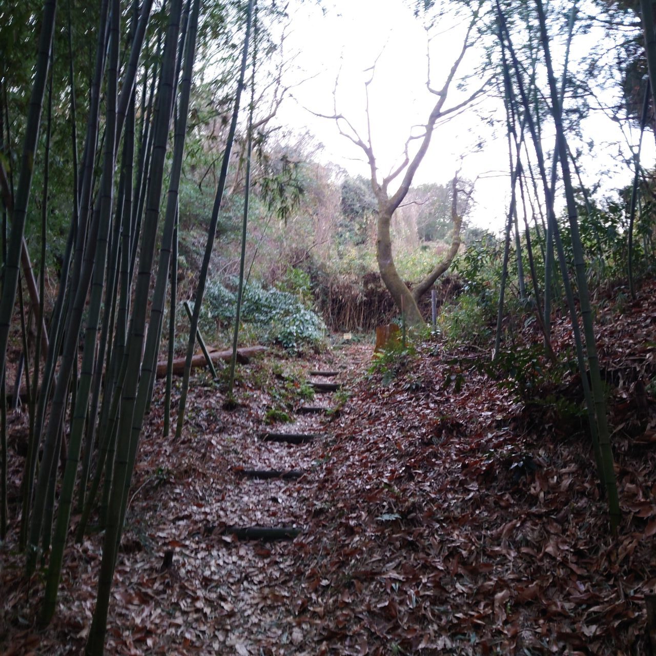 金胎寺山 初日の出