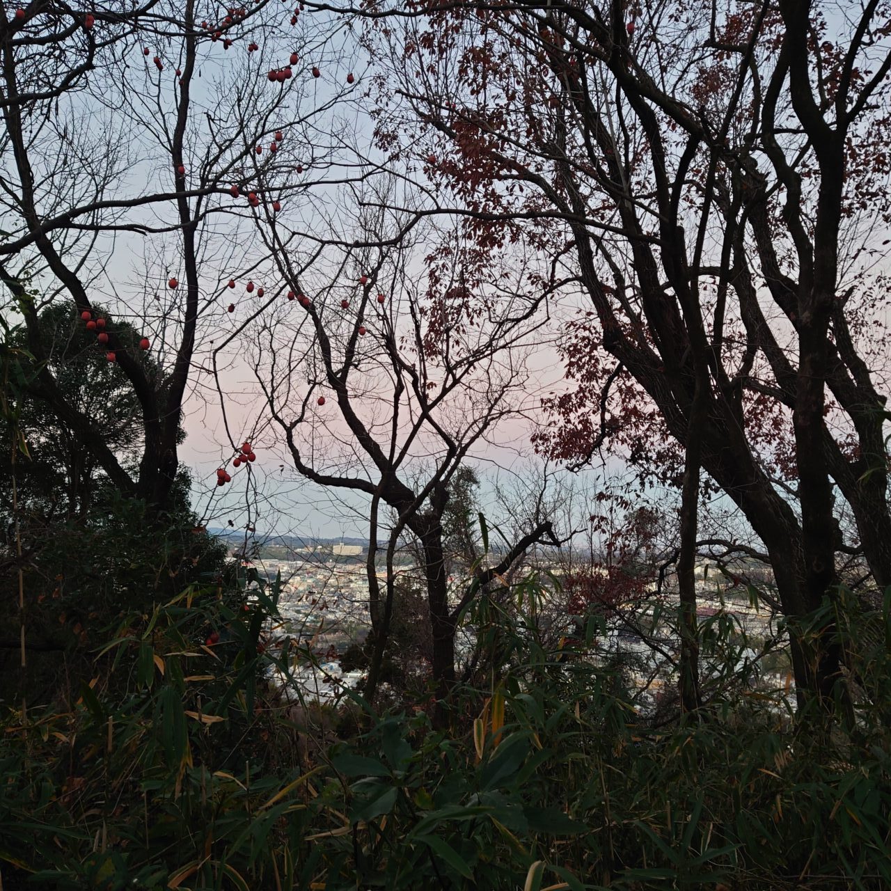 金胎寺山 初日の出