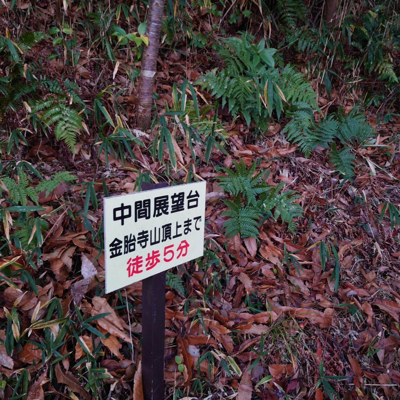 金胎寺山 初日の出