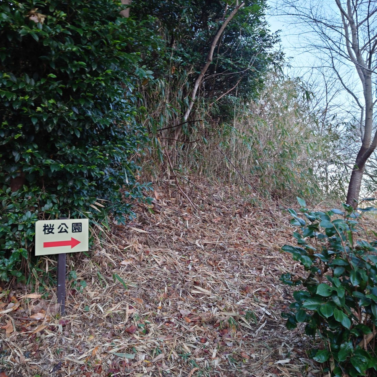金胎寺山 初日の出