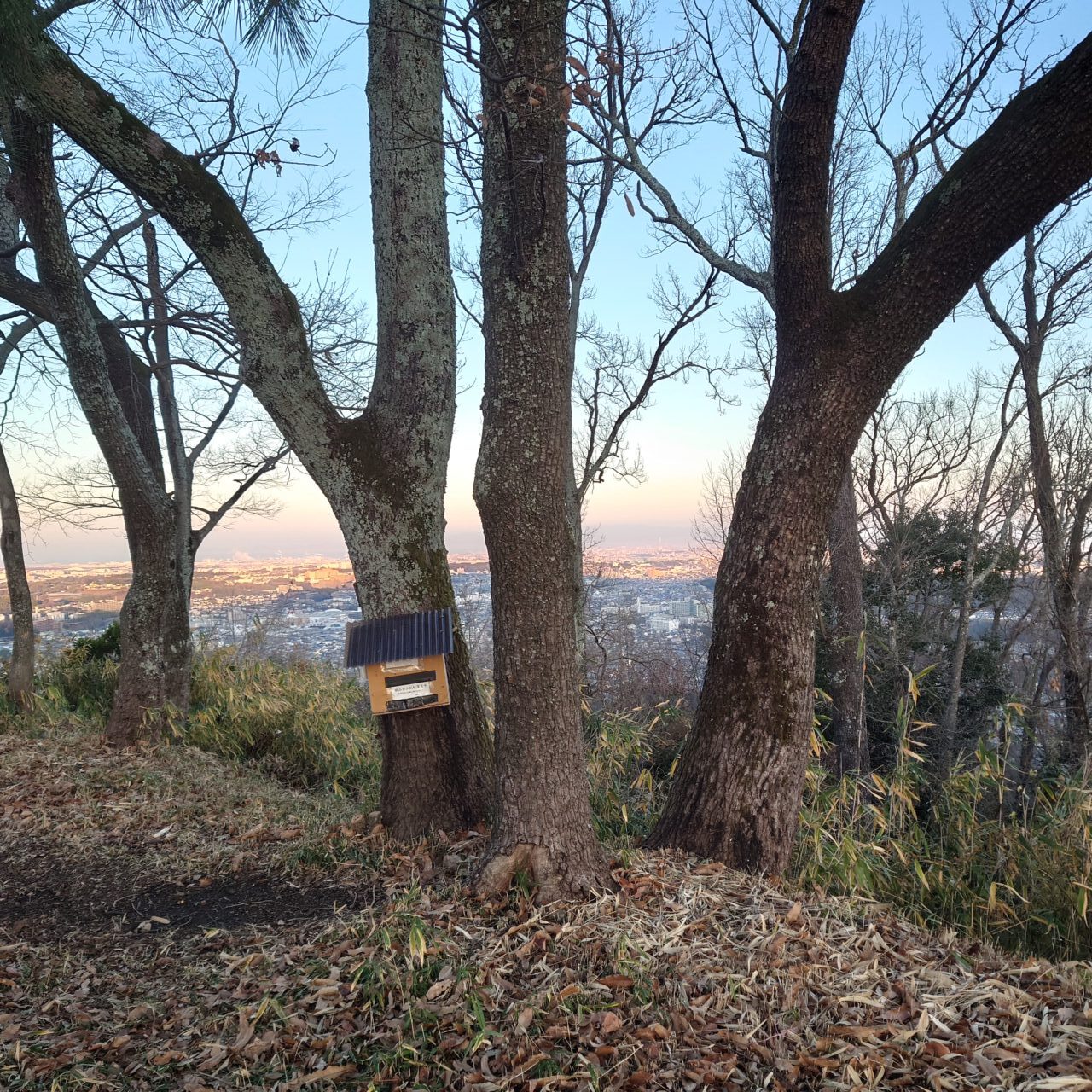 金胎寺山 初日の出