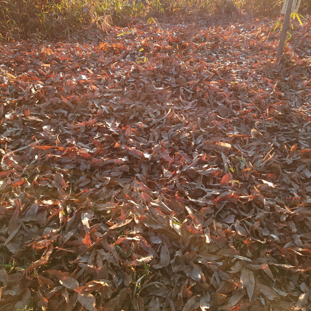金胎寺山 初日の出
