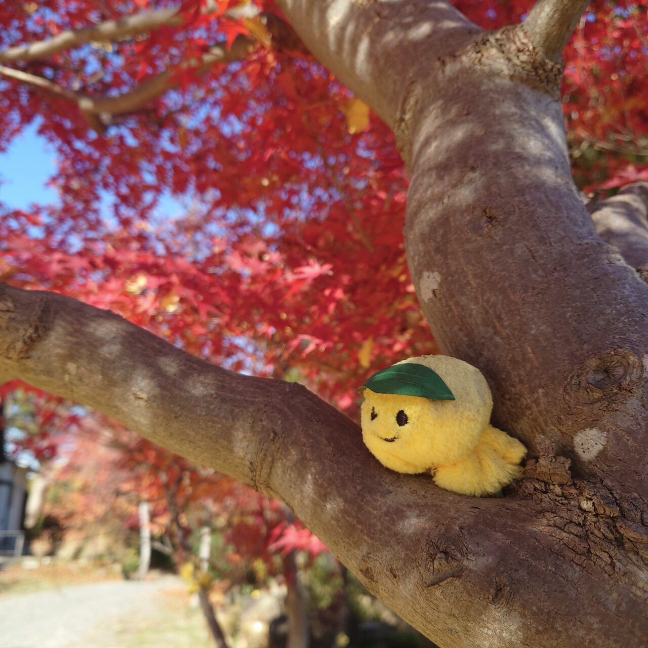 盛松寺柚子みそ