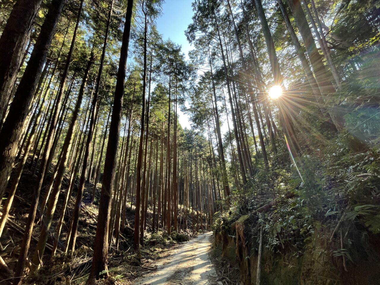 河内長野市J-クレジット