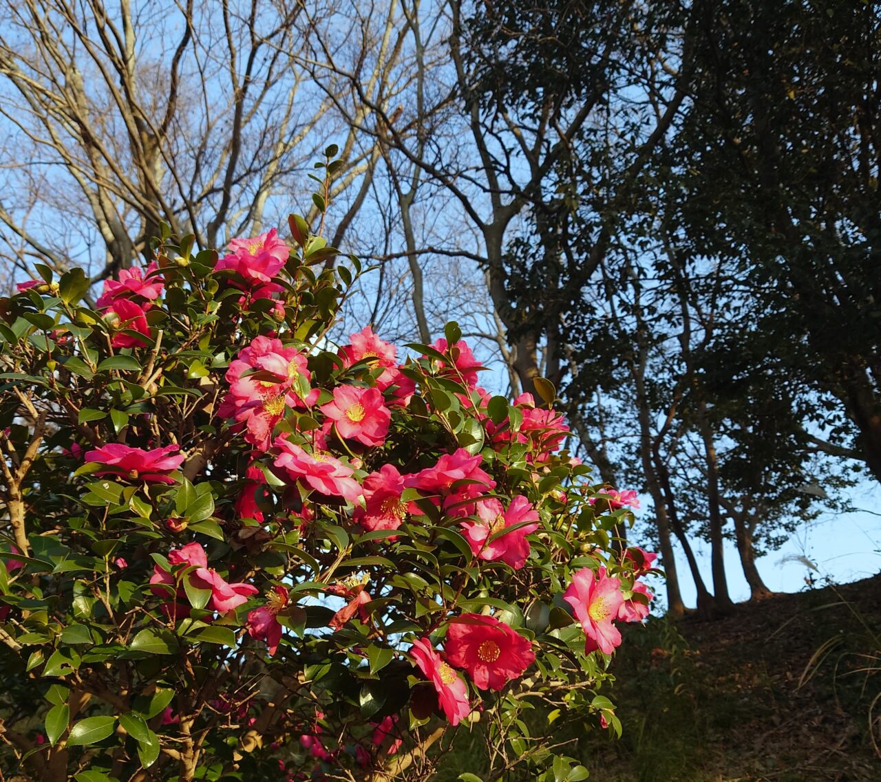 錦織公園1月イベント