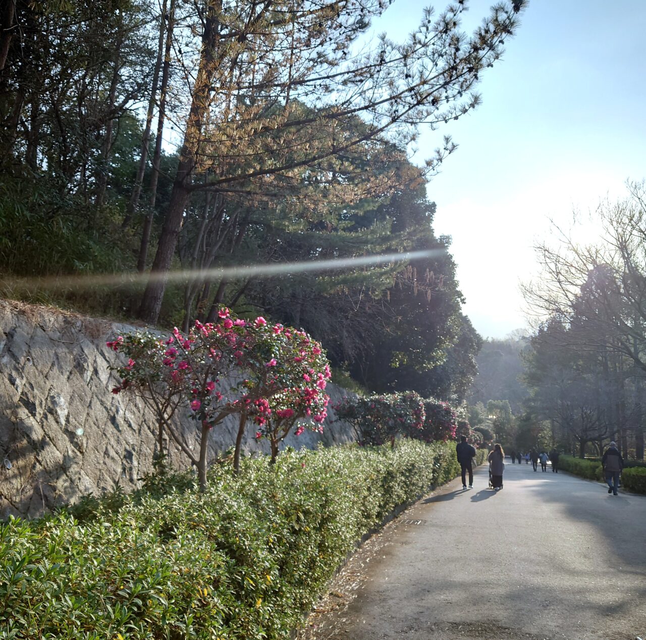 錦織公園1月イベント