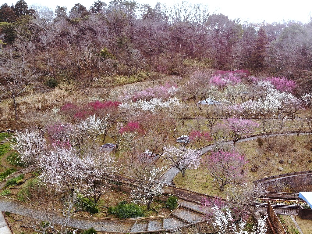 花の文化園梅コタ2026