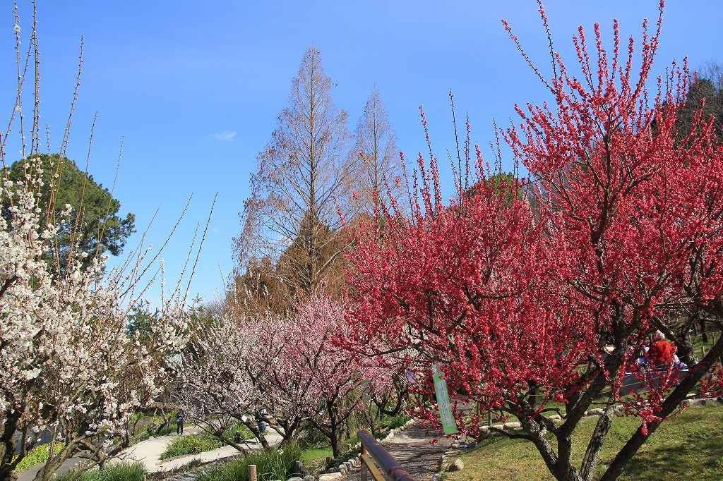 花の文化園梅コタ2026