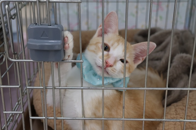 はにゃぶんマルシェ