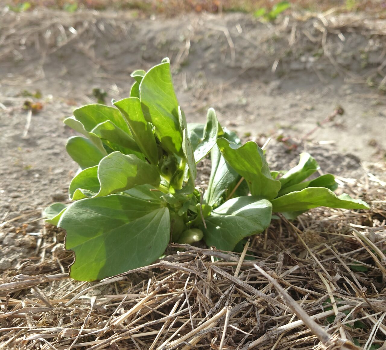 かわちながnora お話会
