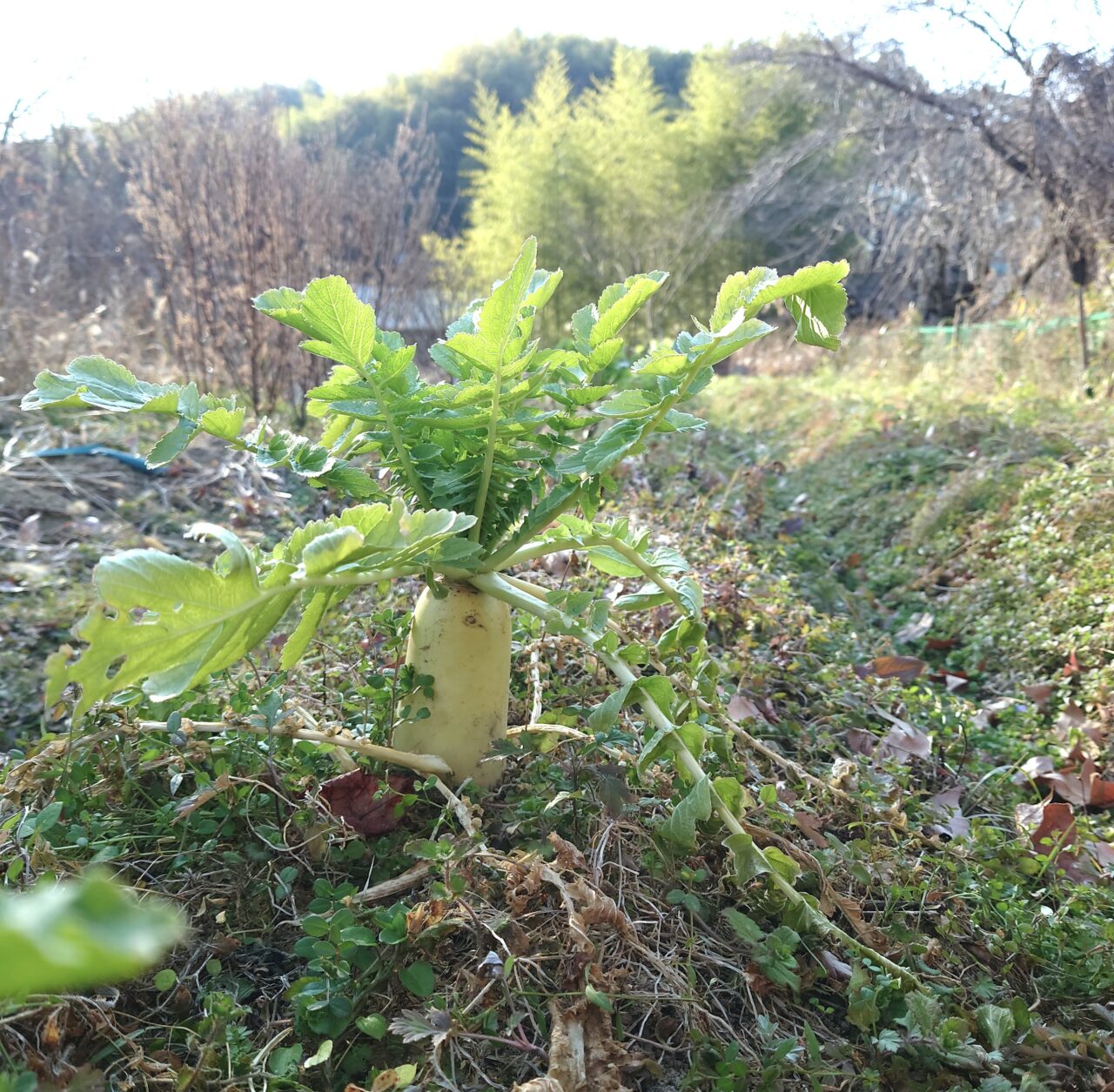 かわちながnora お話会