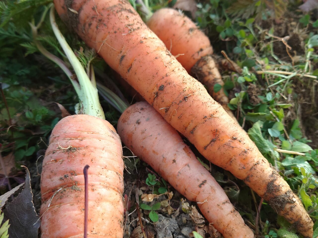 かわちながnora お話会