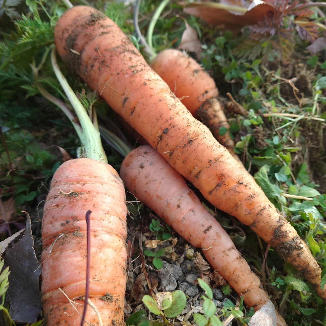 かわちながnora お話会