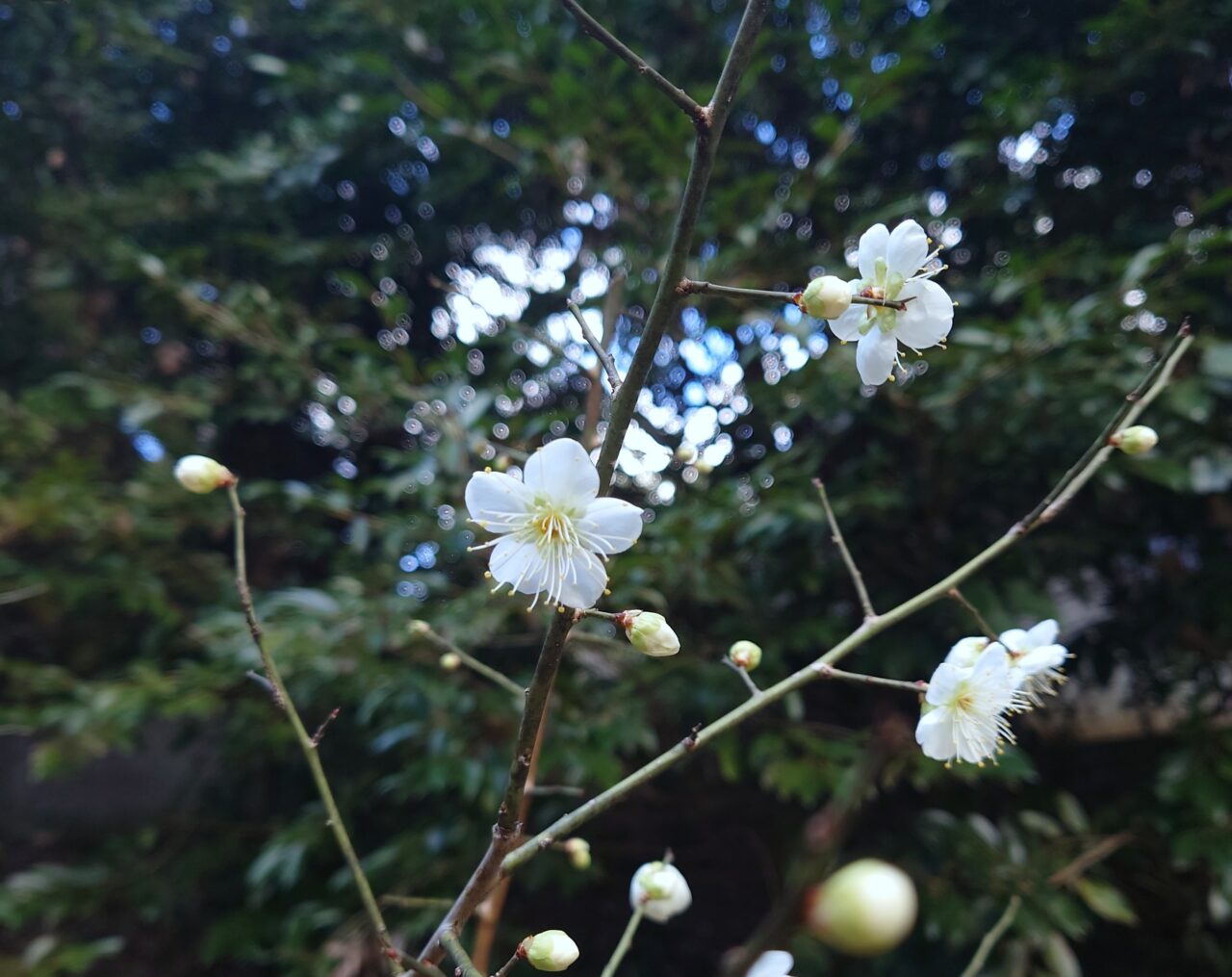 美具久留御魂神社_節分祭・献灯祈願祭