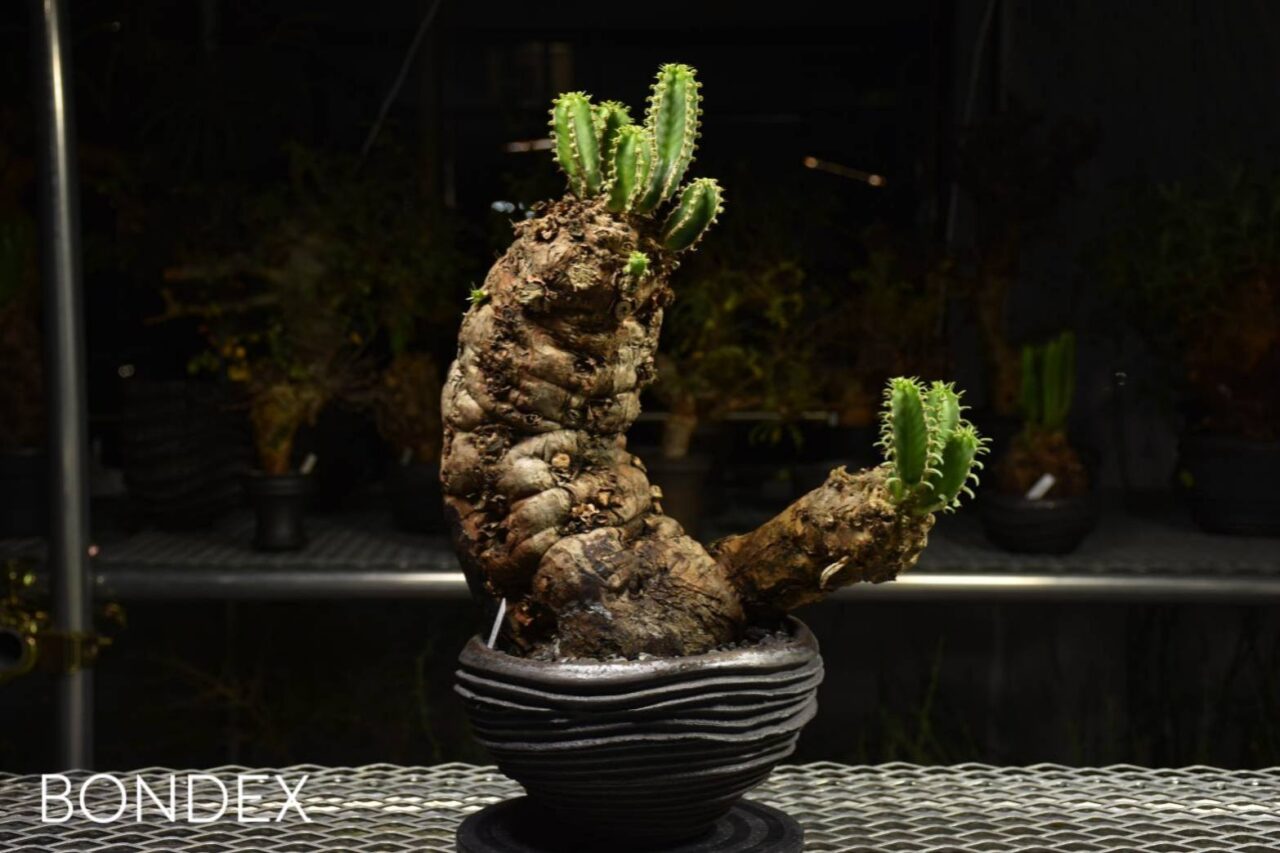 深河内PORT 三角市