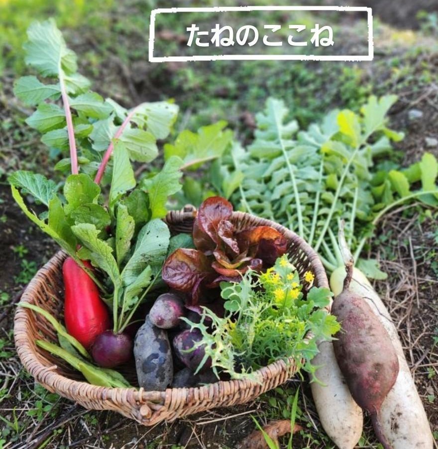 深河内PORT 三角市