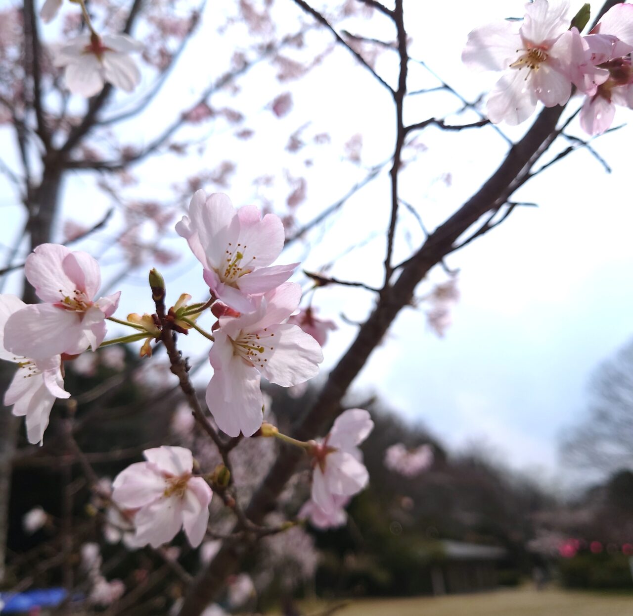 公園散歩ながの春号