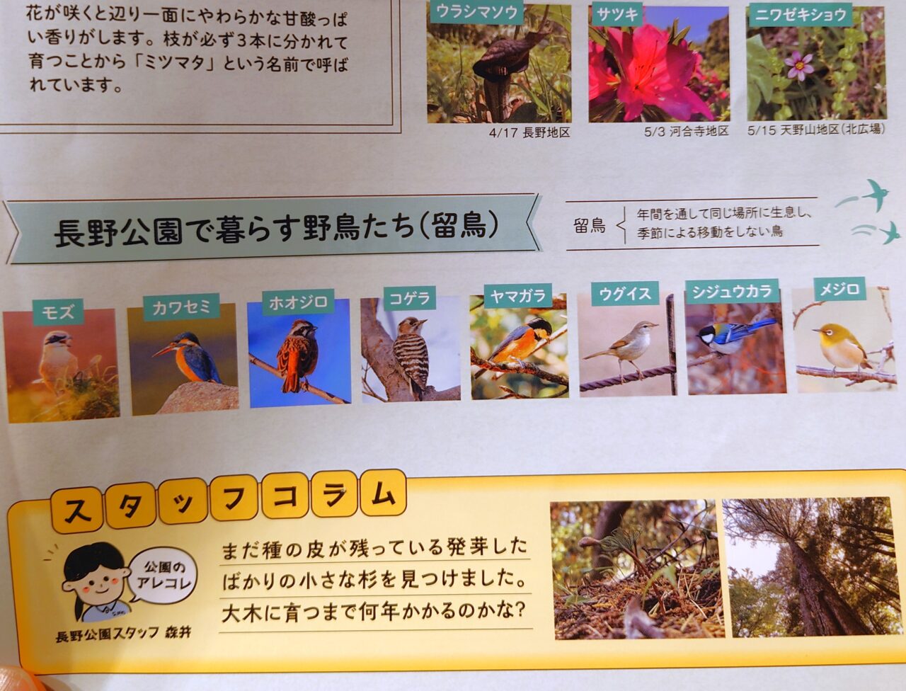 公園散歩ながの春号