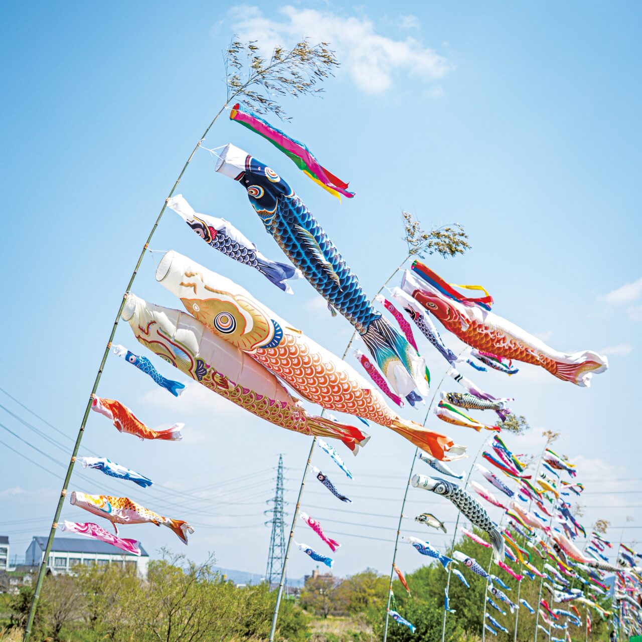 石川こいのぼり