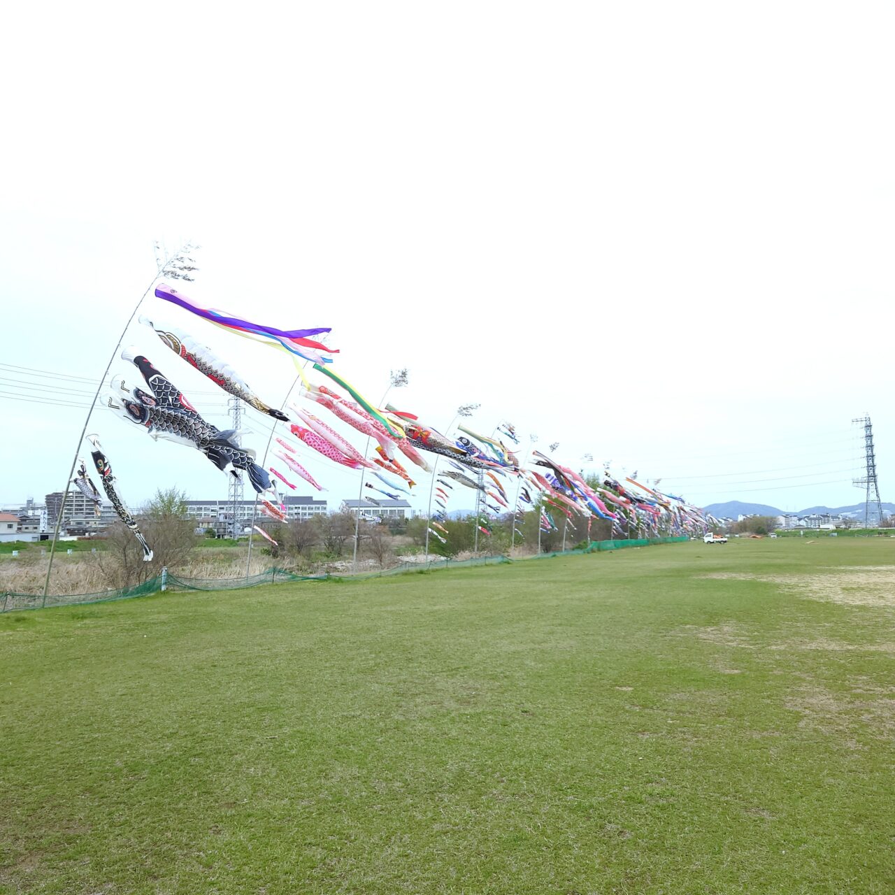 石川こいのぼり