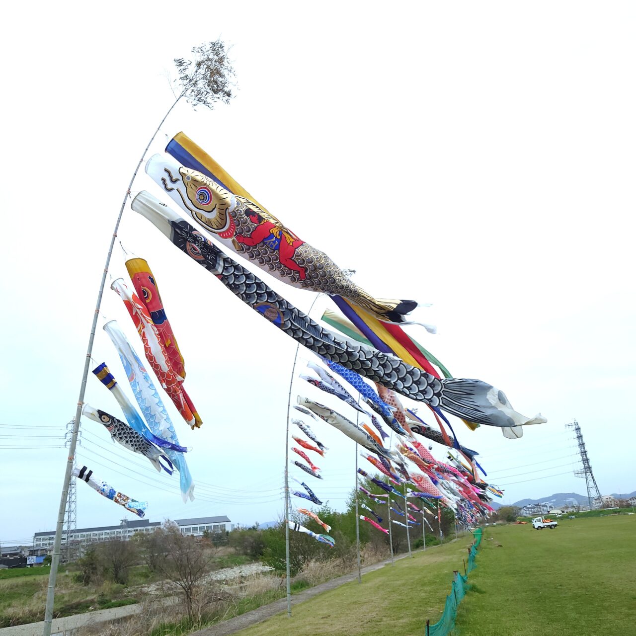 石川こいのぼり