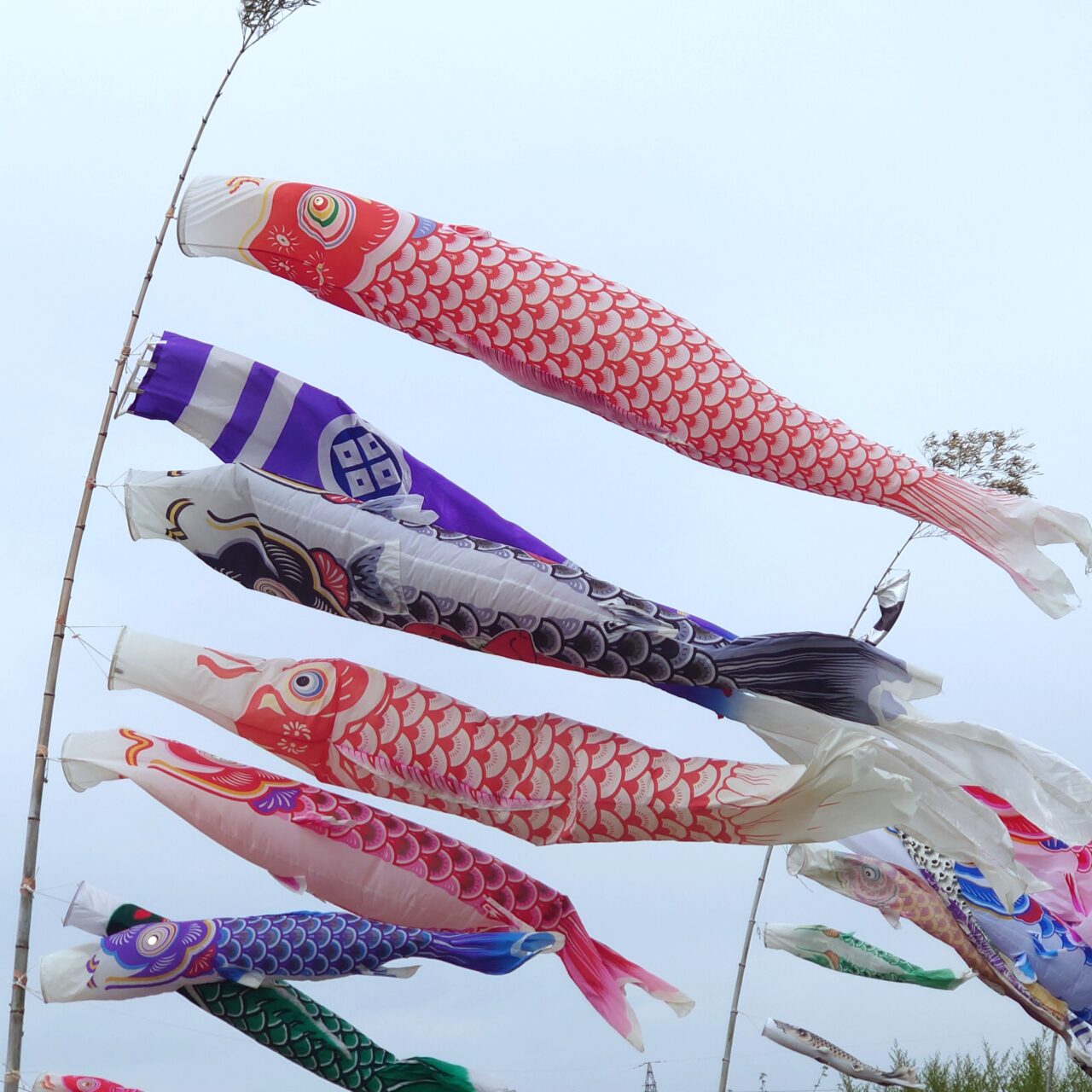 石川こいのぼり