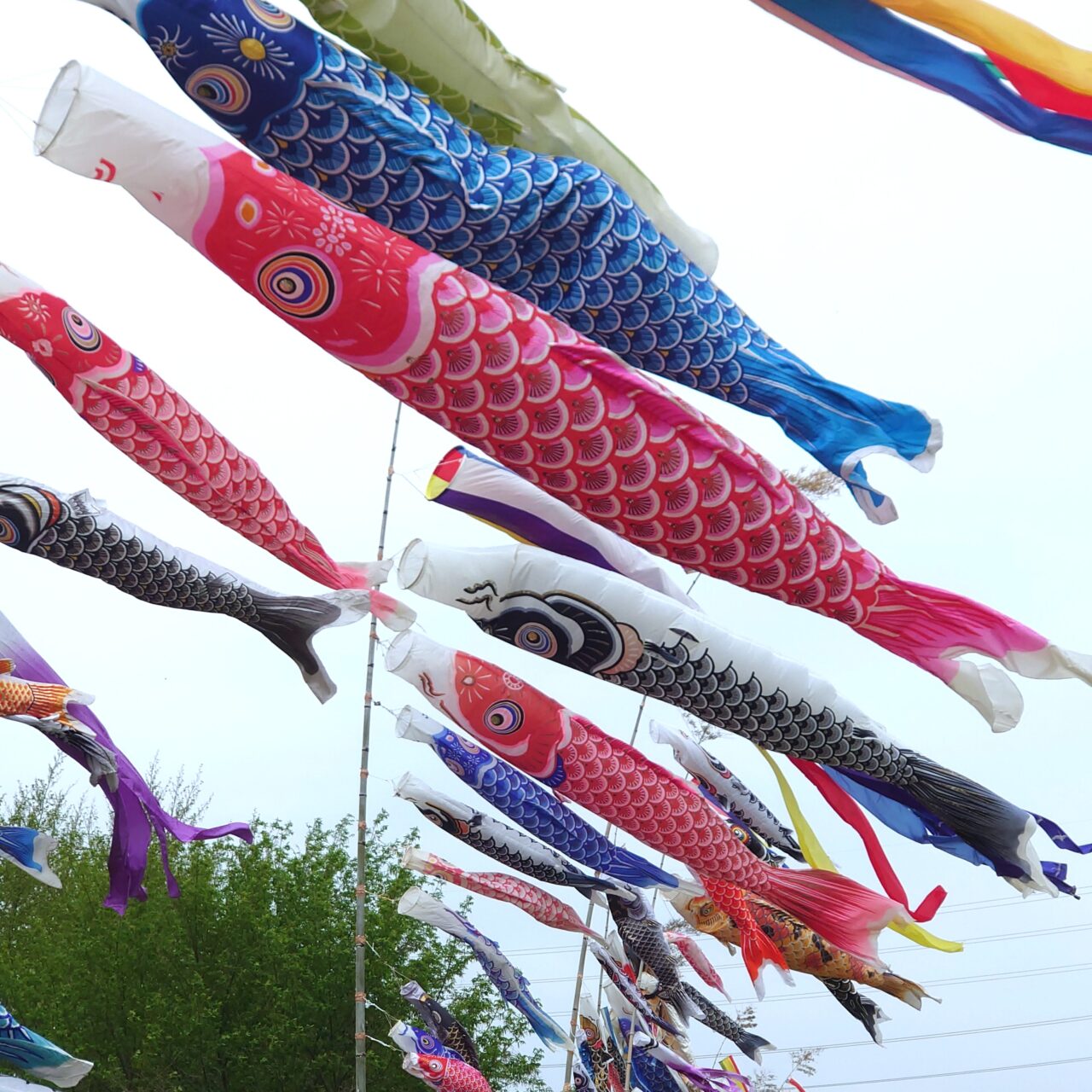 石川こいのぼり