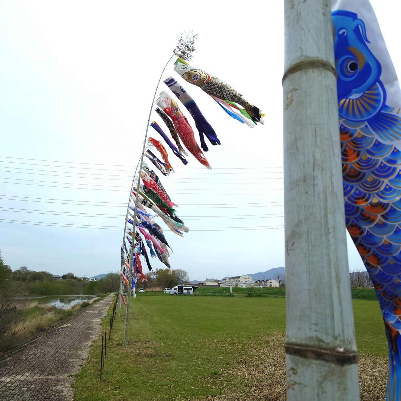 石川こいのぼり