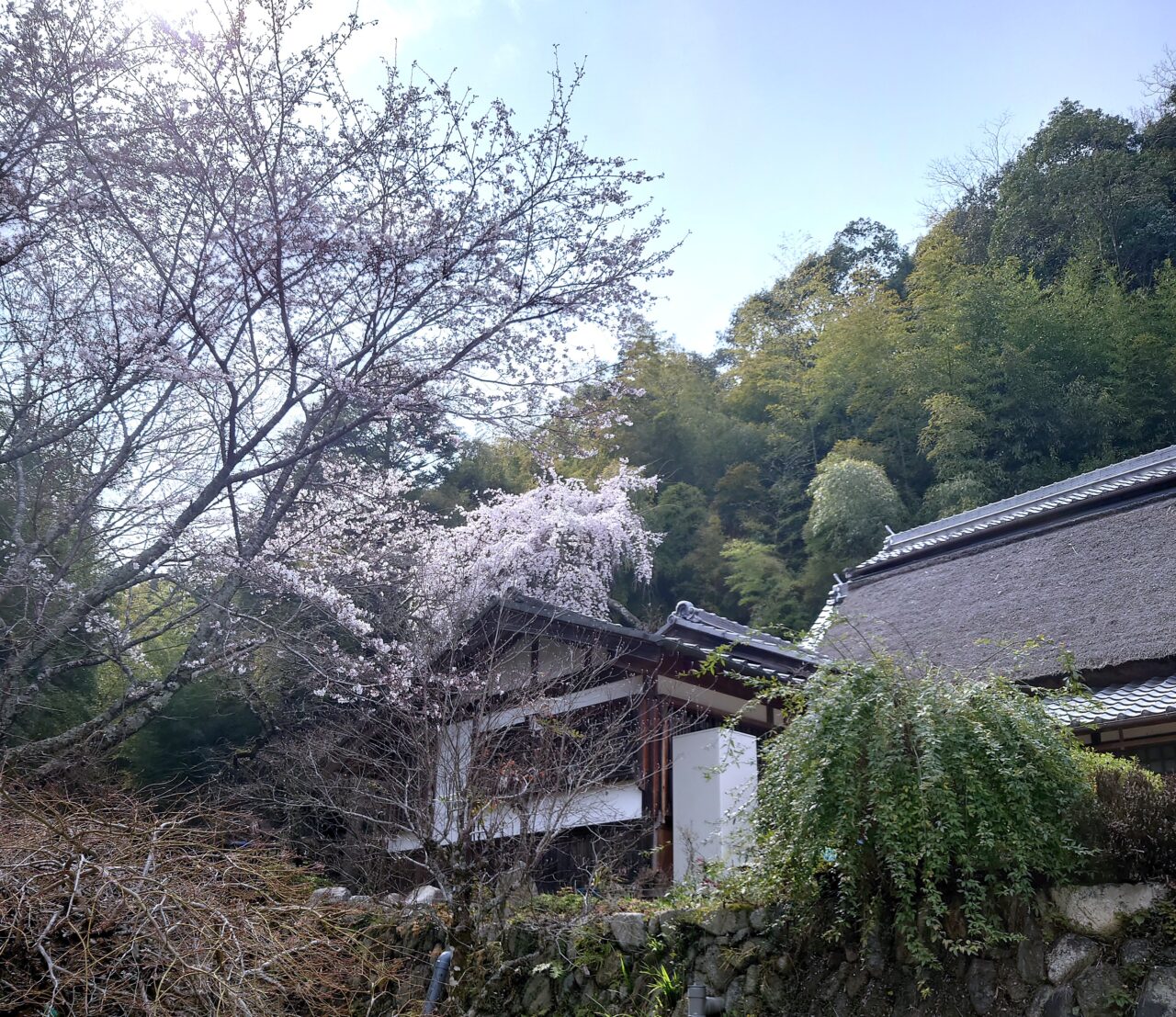 楠木正成ゆかりの地を桜でめぐる